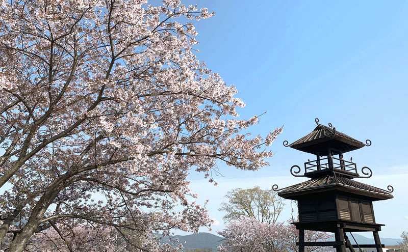 唐古・鍵遺跡史跡公園の桜